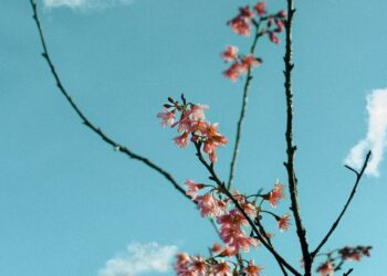 dia diem san may viet nam illustration for Địa điểm săn mây Việt Nam: 7 tọa độ ngắm hoàng hôn đẹp nhấ