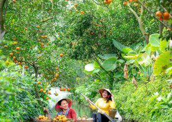 tour du lich mien tay 1 ngay illustration for Tour du lịch miền Tây 1 ngày: Trải nghiệm sông nước tuyệt vời